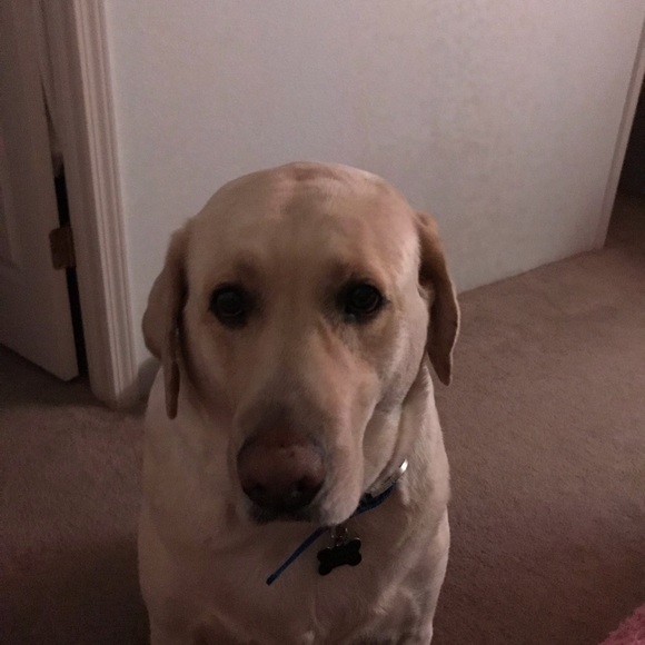 dog_lover_07